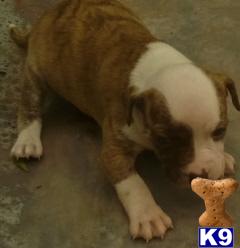 American Pit Bull Puppies for Sale