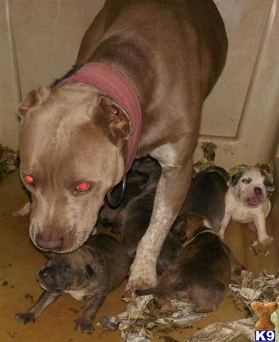 American Pit Bull Puppies for Sale