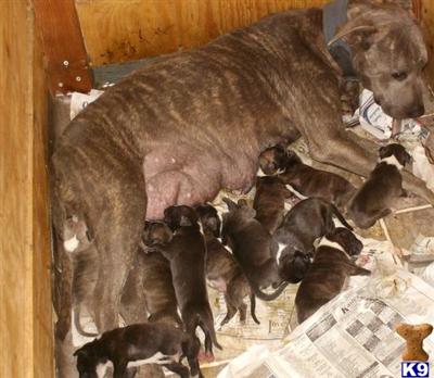 American Pit Bull Puppies for Sale