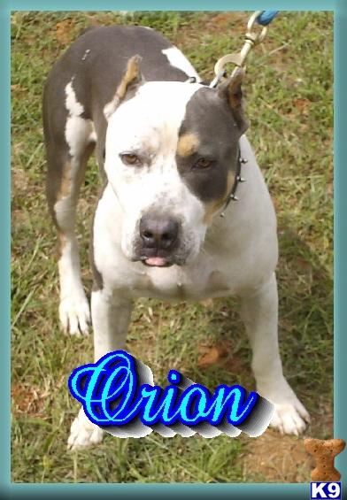 American Pit Bull Puppies for Sale