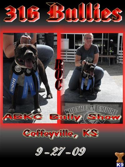 American Pit Bull Puppies for Sale