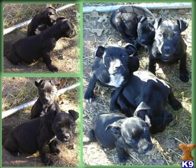 American Pit Bull Puppies for Sale