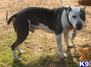 Stud Dogs - American Pit Bull