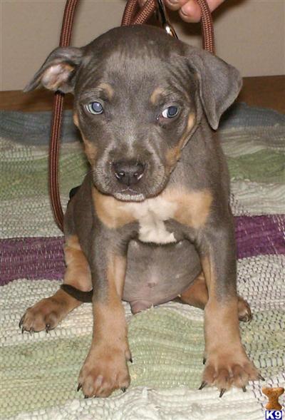 American Pit Bull Puppies for Sale