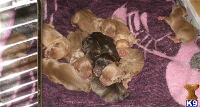 American Pit Bull Puppies for Sale