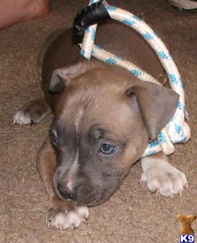 American Pit Bull Puppies for Sale