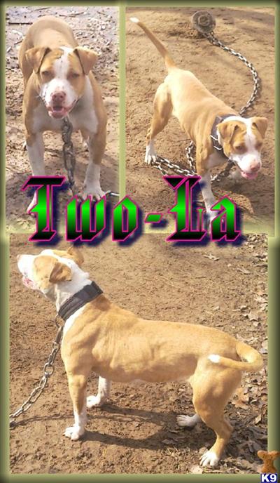 Dogs for Sale in OK