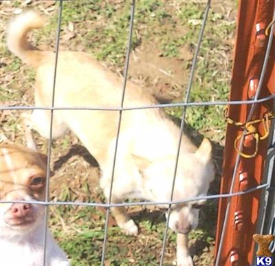 Dogs for Sale in OK