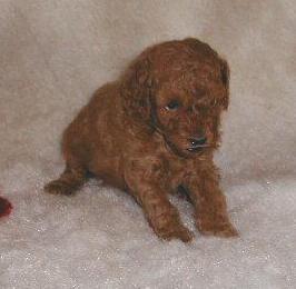 Puppies in MS