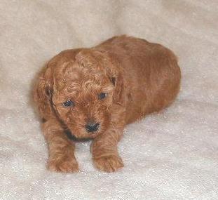 Puppies in MS