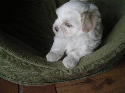 Puppies in Bay  springs
