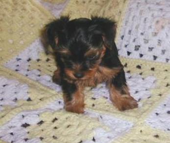 Puppies in Bay  springs