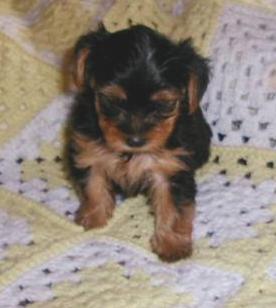 Puppies in Bay  springs