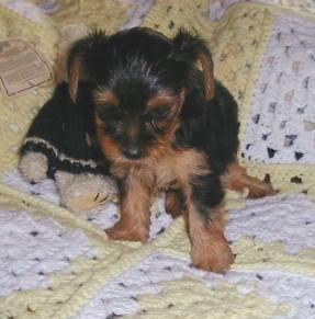 Puppies in Bay  springs