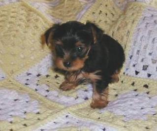 Puppies in Bay  springs