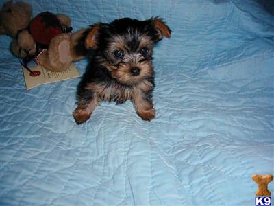 Puppies in MS