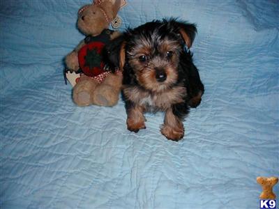 Puppies in MS
