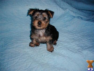 Puppies in MS
