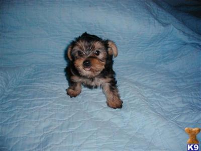 Puppies in MS