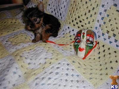 Yorkshire Terrier Puppies for Sale