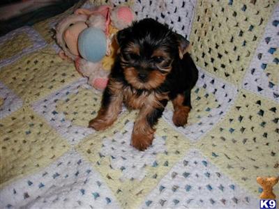 Yorkshire Terrier Puppies for Sale