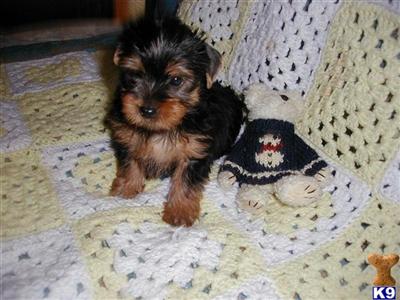 Yorkshire Terrier Puppies for Sale