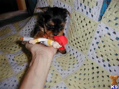 Yorkshire Terrier Puppies for Sale