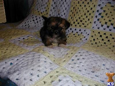 Shih Tzu Puppies for Sale