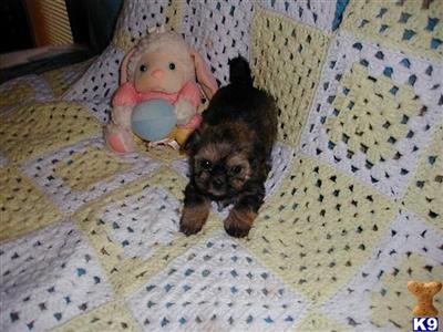 Shih Tzu Puppies for Sale