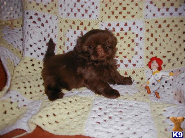 Shih Tzu Puppies