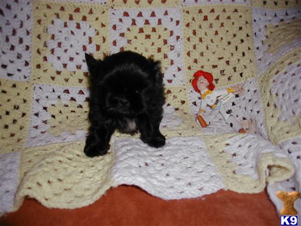 Shih Tzu Puppies