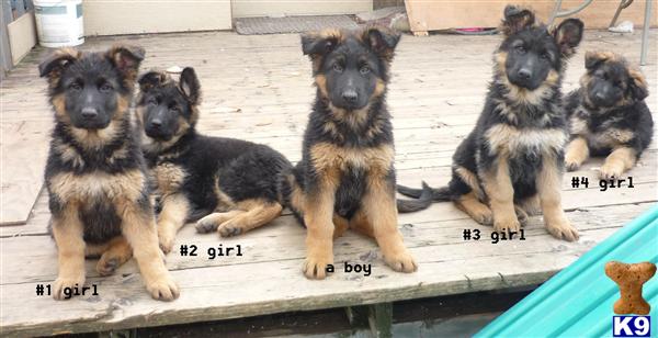 Puppies in WA