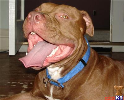 Stud Dogs in IL