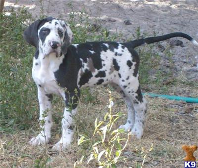 Puppies in Arcadia