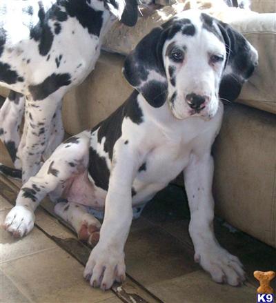 Puppies in Arcadia