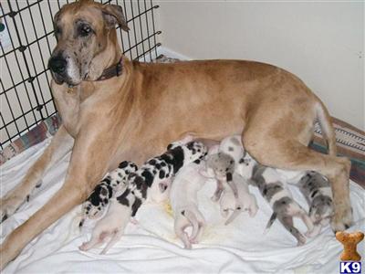 Puppies in Arcadia