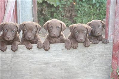 Puppies in MT