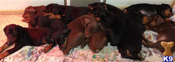 Puppies in TX