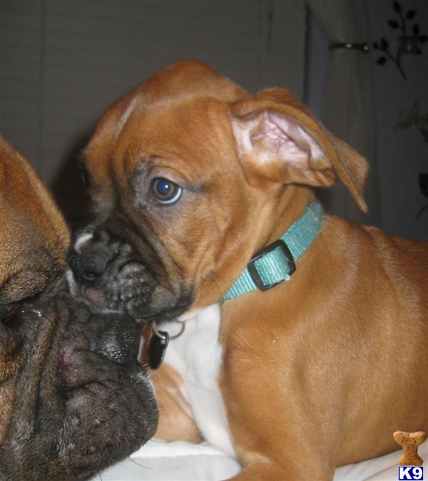 Boxer Puppies in TX