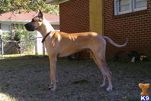 Stud Dogs in AL