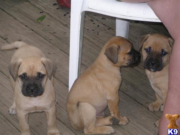 Bullmastiff Puppies