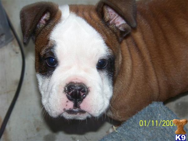 Puppies in DE