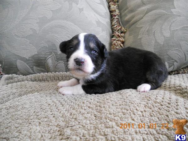 Puppies in Temecula