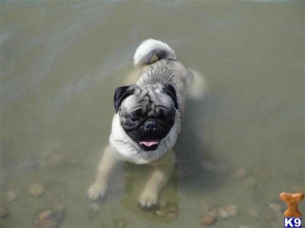 Stud Dogs - Pug