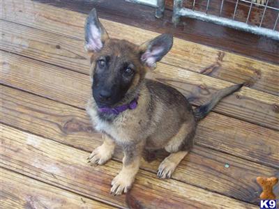 German Shepherd Puppies in FL