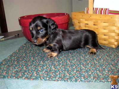 Puppies in IL