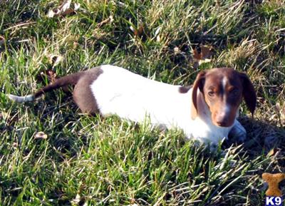 Dogs for Sale in IL