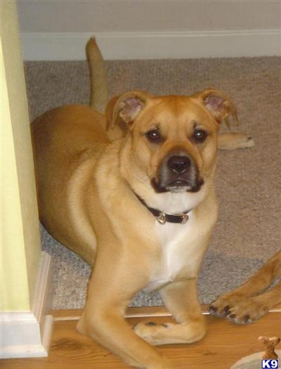 Dogs for Sale in FL