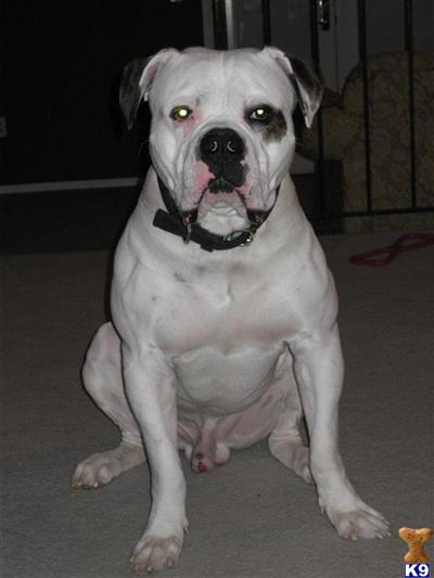 Stud Dogs - American Bulldog