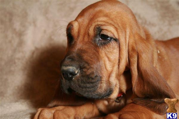 bloodhound puppies for sale in california bloodhound puppy for sale bloodhound puppies 5 years bloodhound puppies for sale in california bloodhound puppy for sale bloodhound puppies 5 years